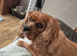 Special Ruby King Charles looking for new home due to owners seriousillness