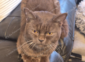 STUNNING CHOCOLATE BRITISH SHORTHAIR - &pound;500