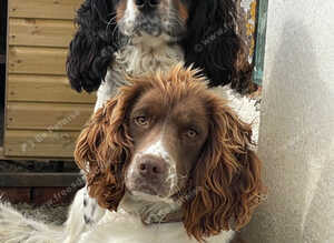 Beautiful Springer Spaniel pups for sale