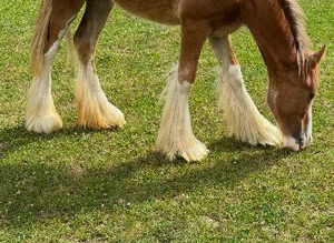 Yearling Cob filly
