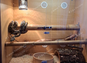 Adult Carpet Python