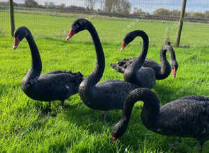 Black swans