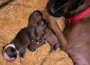 KC registered Red Girl Boxer Pups