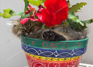 Pedigree British Shorthair
