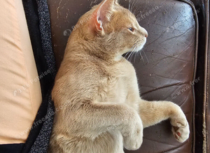 Abyssinian male