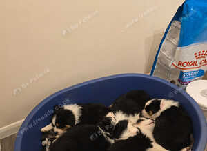 Australian Shepherd 8 weeks puppies