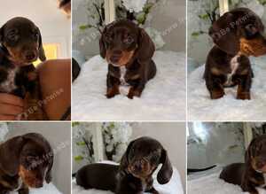 Chocolate and tan boy ready to leave !!