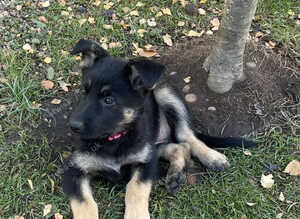 Beautiful working dog / straight back
