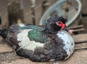 Muscovy ducks