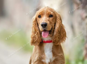 Cocker spaniel wanted
