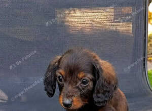 Dachshund puppies
