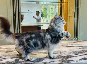 Beautiful TICA Active Registered Kittens