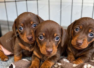 Kc registered miniature dachshund