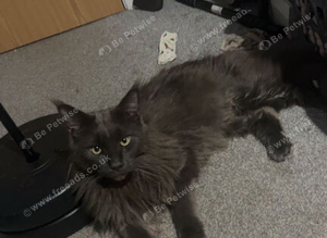Make Main Coon