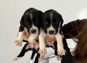 Springador puppies