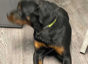 Female Rottweiler pup