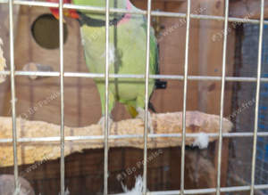 Alexanderin bonded pair