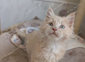 Tica pedigree male kitten