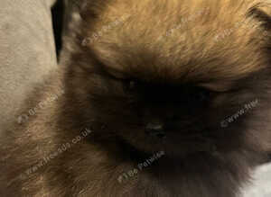 Pomeranian boys teddy bear faces