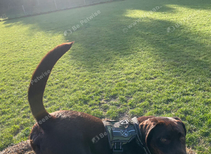 Chocolate Labrador retriever for stud