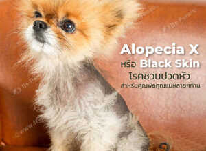 Dog grooming treatment