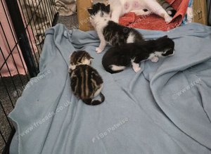 Kitten