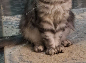 At stud silver tabby  not for sale