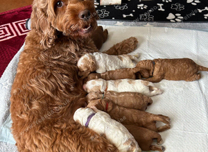 Cavapoo puppies for sale