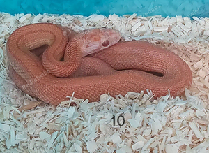 Stunning Corn Snake Hatchlings
