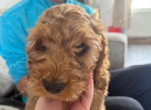 Cockapoo puppies