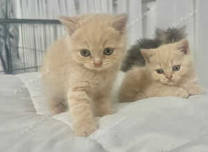 ️️ BRITISH SHORTHAIR CREAM KITTENS READY NOW