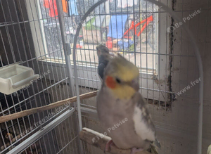 Pair of cockatiels