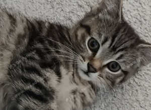 ABSOLUTELY BEAUTIFUL RUSSIAN BLUE KITTEN 9 WEEKS