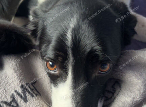 Nell