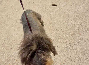 4 Year Old Wire Hair Dachshund Girl