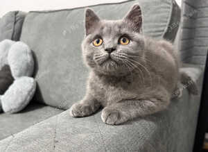 GCCF registered bsh blue boy