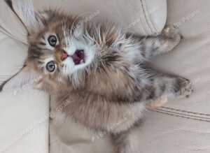 Mainecoon kittens for sale