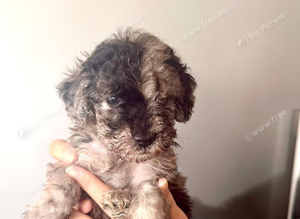 Cockapoo puppies