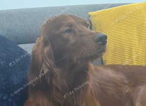 KC reg Irish Setter - Working Lines