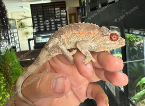Female Yellow Crested Jackson Chameleon
