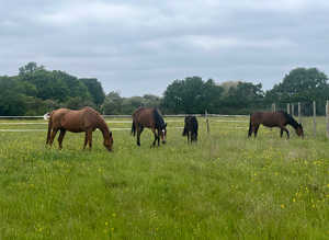Looking for stables and grazing