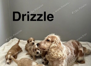 Drizzle light cockapoos boys