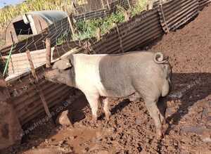 Saddleback boar for hire