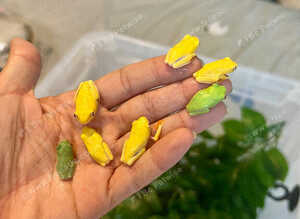 Baby red eye tree frogs