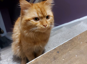 Rehome
