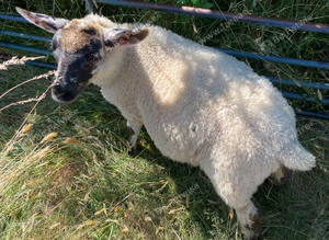 Wethers and Rams