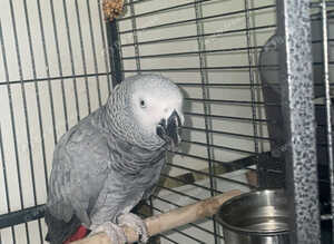 Baby African grey