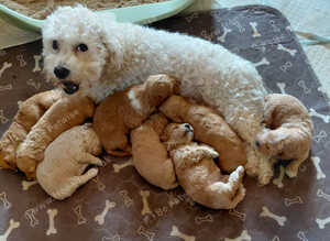 Poochoon pups