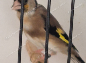 Gold finch rung birds 2