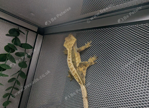 Crest gecko